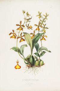 Rossioglossum insleayi（syn。Oncidium insleayiとして）のイラスト